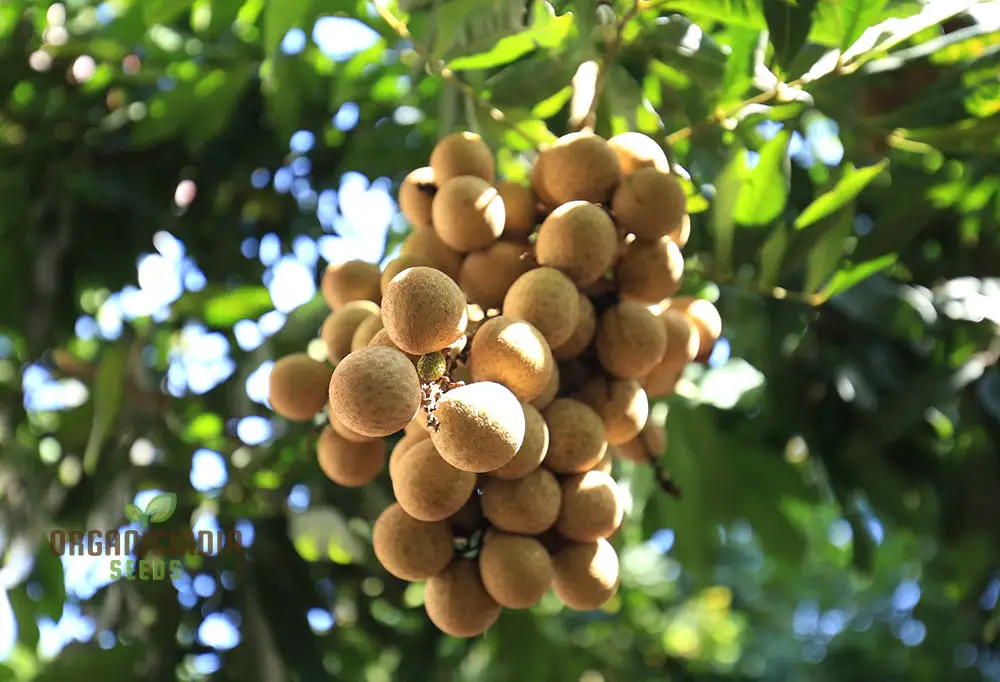 Dragon's Eye Fruit Seeds for Planting, Cultivate Your Own Exotic Dragon's Eye Fruit Trees - Image 3