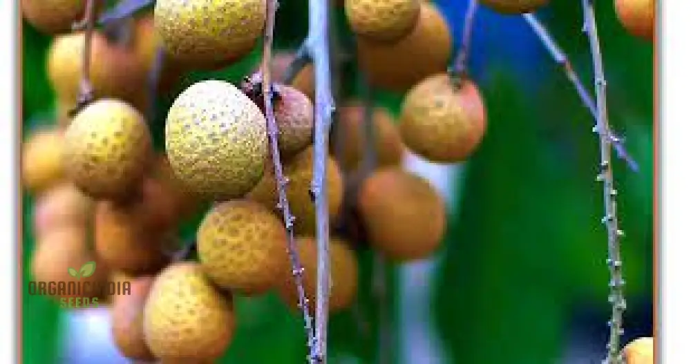 Dragon's Eye Fruit Seeds for Planting, Cultivate Your Own Exotic Dragon's Eye Fruit Trees - Image 4