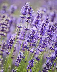 Drought-Tolerant Silvery Foliage Seeds – Long-Blooming Variety for Gardens & Landscapes - Image 2