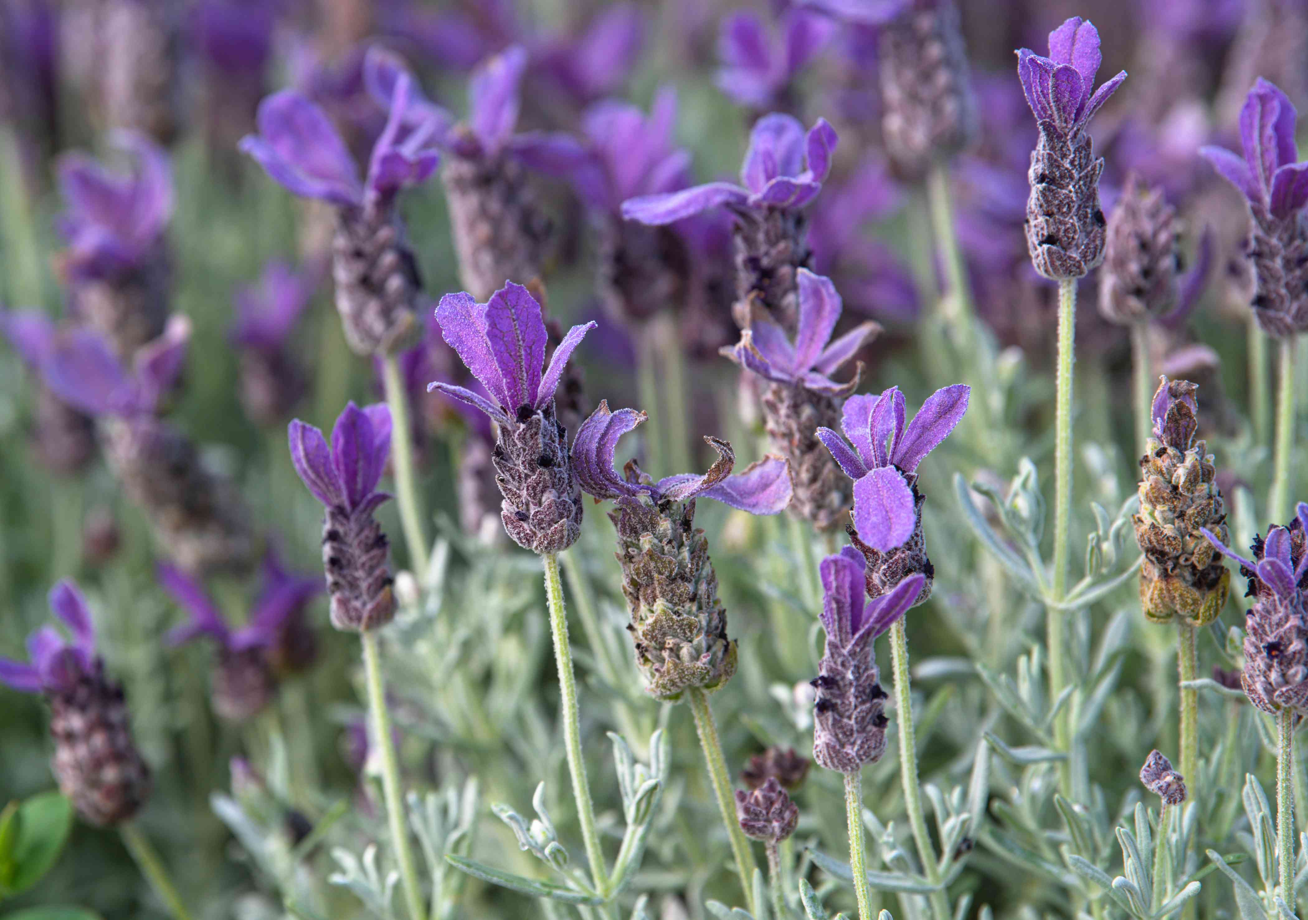 Drought-Tolerant Silvery Foliage Seeds – Long-Blooming Variety for Gardens & Landscapes - Image 3