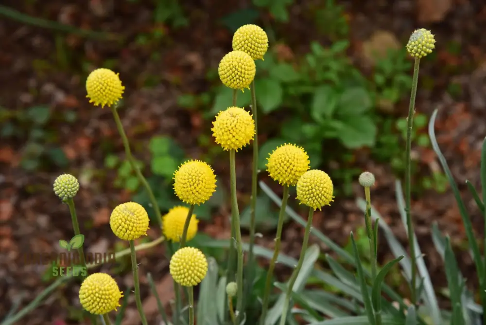 Drumstick Flower Seeds - Add Exotic Beauty to Your Garden with Drumstick Flowers