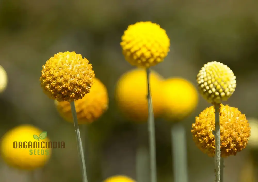 Drumstick Flower Seeds - Add Exotic Beauty to Your Garden with Drumstick Flowers - Image 3