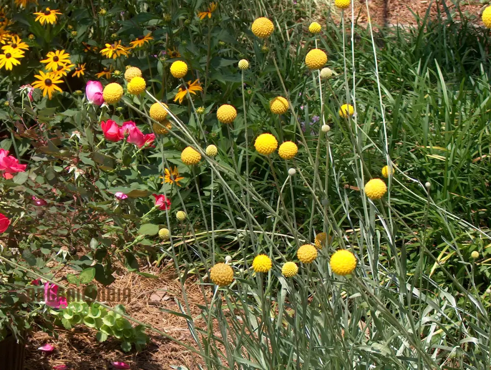 Drumstick Flower Seeds - Add Exotic Beauty to Your Garden with Drumstick Flowers - Image 4