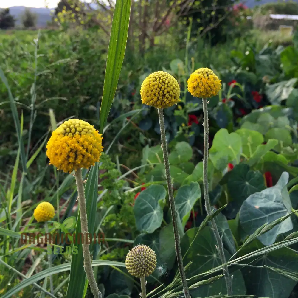 Drumstick Flower Seeds, Cultivating Unique Beauty in Your Garden with Expert Planting and Gardening