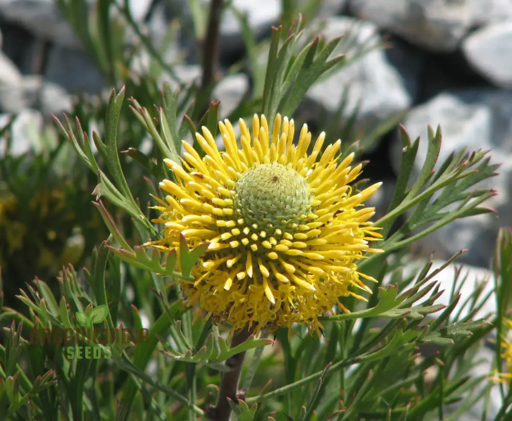 Drumstick Flower Seeds, Cultivating Unique Beauty in Your Garden with Expert Planting and Gardening - Image 3