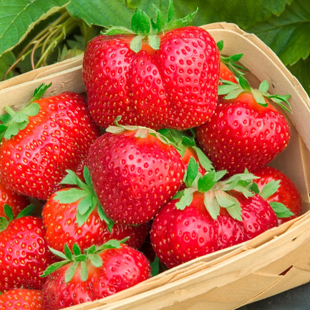 Duchesnea Harlequin Strawberry fruit Seeds, Growing Exquisite Fruits and Seeds for Your Gardening and Planting Pleasure - Image 3