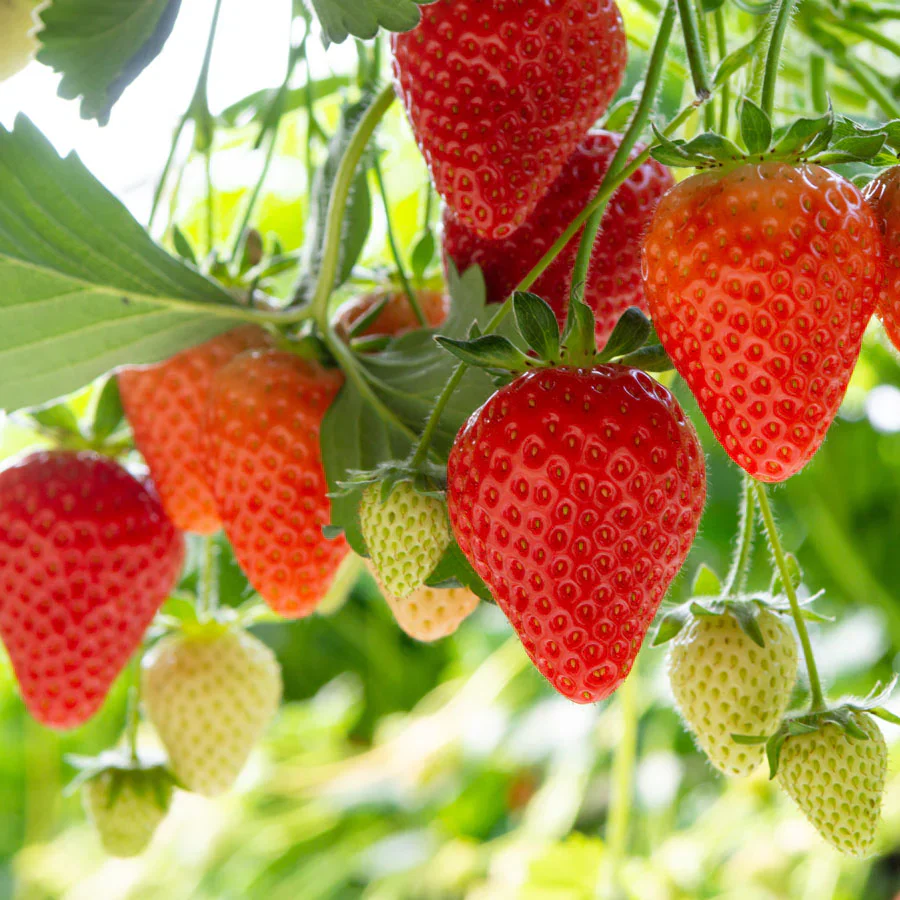 Duchesnea Harlequin Strawberry fruit Seeds, Growing Exquisite Fruits and Seeds for Your Gardening and Planting Pleasure - Image 4