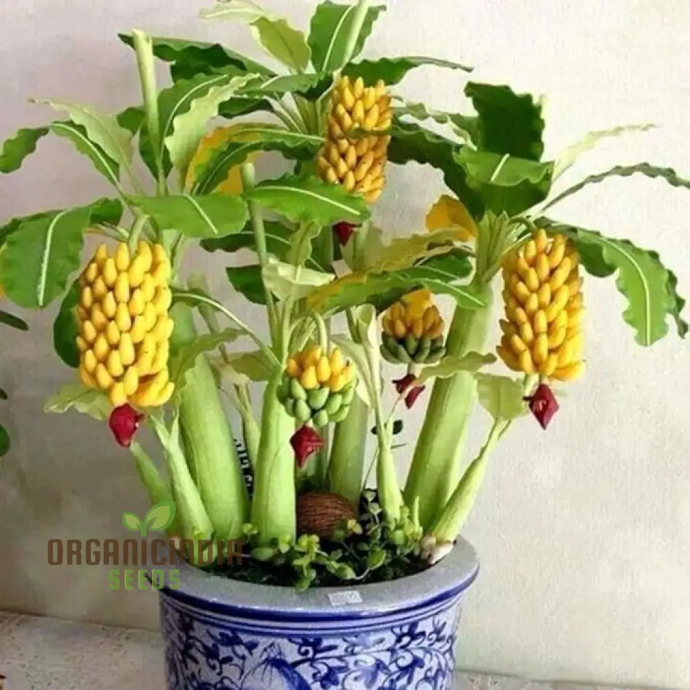 Dwarf Banana Tree Seeds for Lush, Exotic Gardening - Ideal for Indoor and Outdoor Spaces