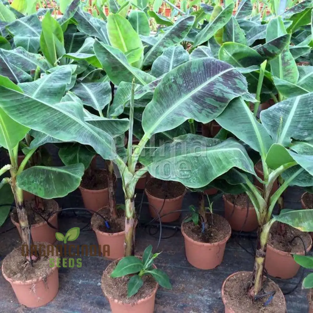 Dwarf Banana Tree Seeds for Lush, Exotic Gardening - Ideal for Indoor and Outdoor Spaces - Image 3