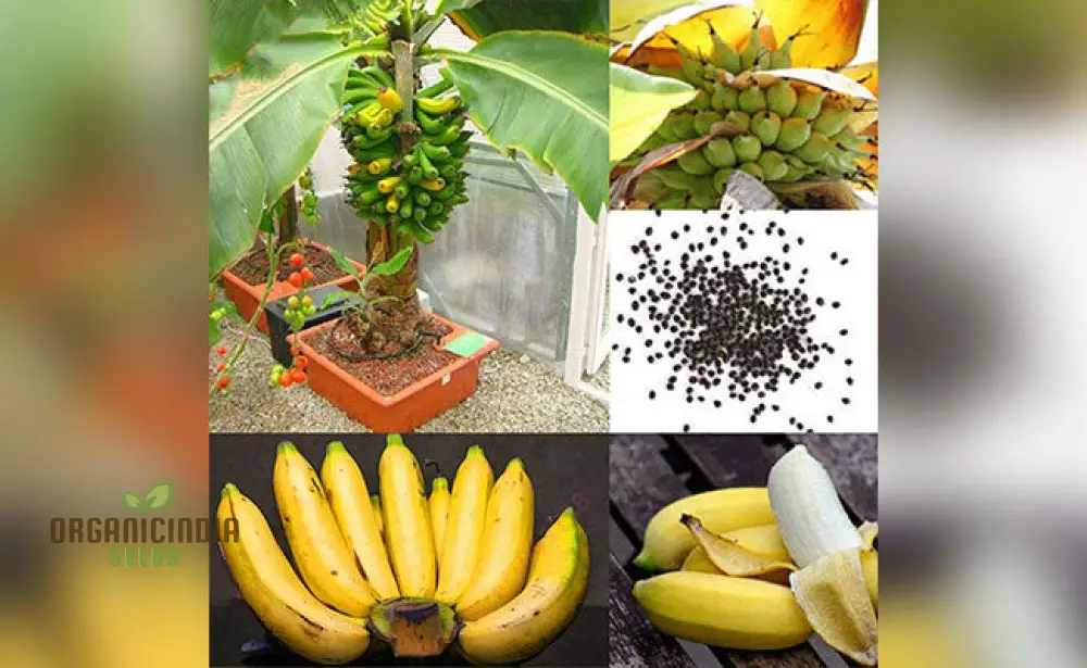 Dwarf Banana Tree Seeds for Lush, Exotic Gardening - Ideal for Indoor and Outdoor Spaces - Image 4