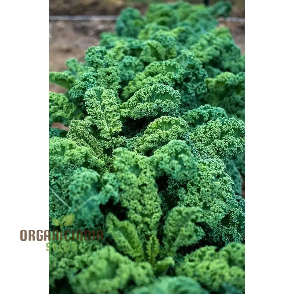 Dwarf Blue Curled Kale Seeds - Perfect for Home Gardens, Packed with Flavor and Health Benefits