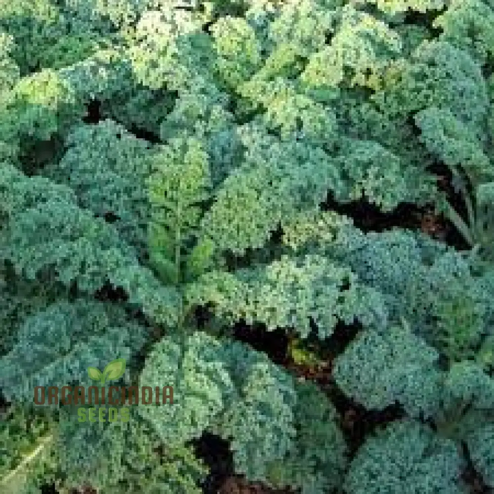 Dwarf Blue Curled Kale Seeds - Perfect for Home Gardens, Packed with Flavor and Health Benefits - Image 3