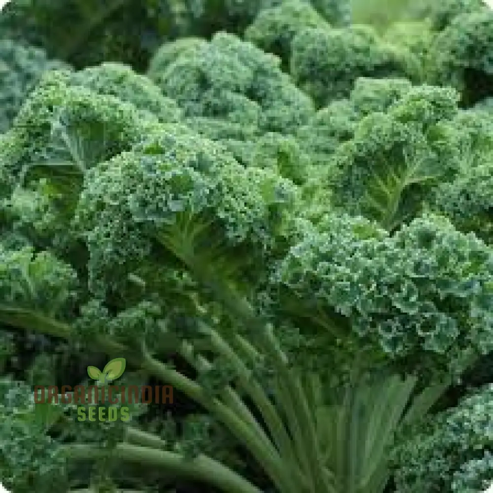 Dwarf Blue Curled Kale Seeds - Perfect for Home Gardens, Packed with Flavor and Health Benefits - Image 4