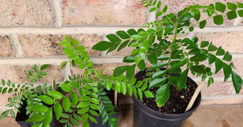 Dwarf Curry Leaf Plant Seeds – Fresh & Aromatic | Premium Quality for Home Gardening & Cooking | Buy Online - Image 2