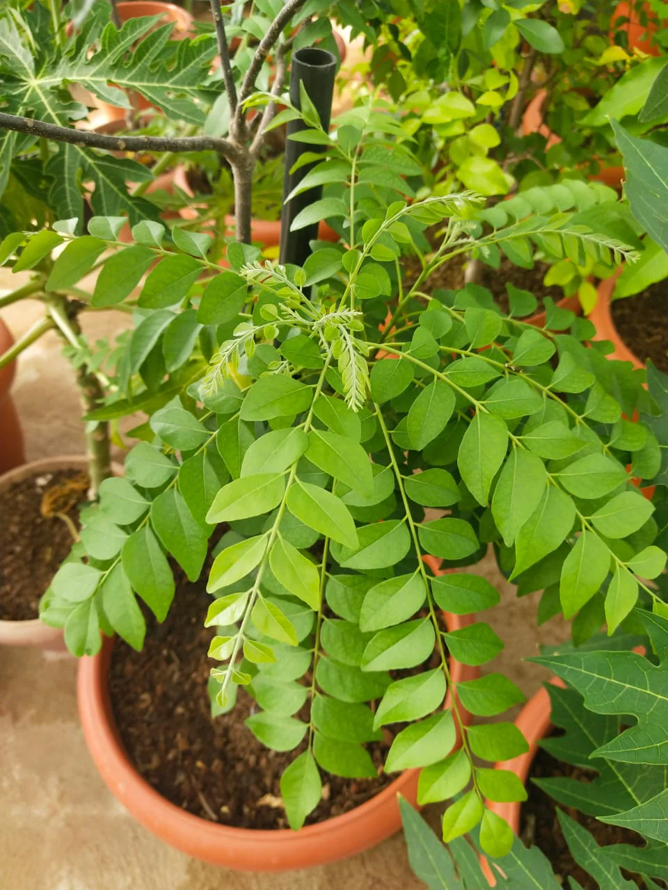 Dwarf Curry Leaf Plant Seeds – Fresh & Aromatic | Premium Quality for Home Gardening & Cooking | Buy Online - Image 3
