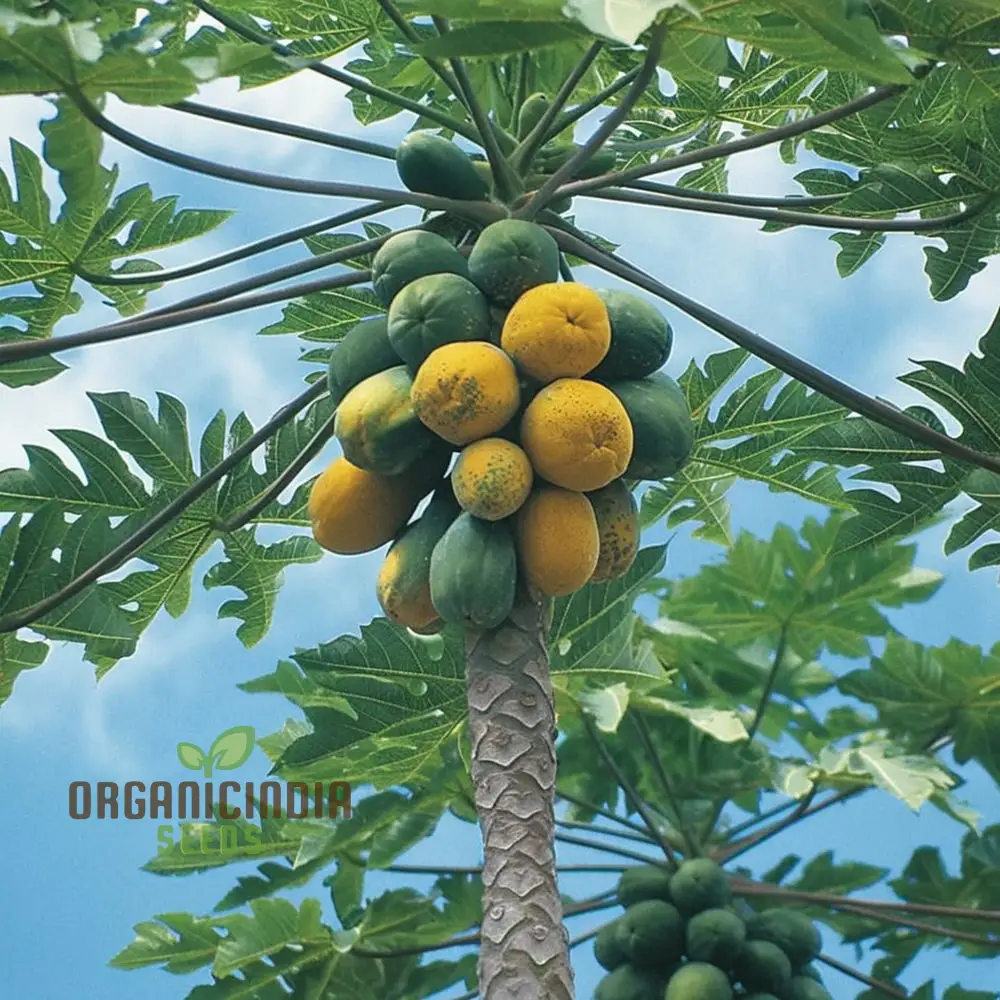 Dwarf Cylindrical Papaya   Fruit Seeds for Planting, Enhance Your Garden with Exotic Fruit Seeds