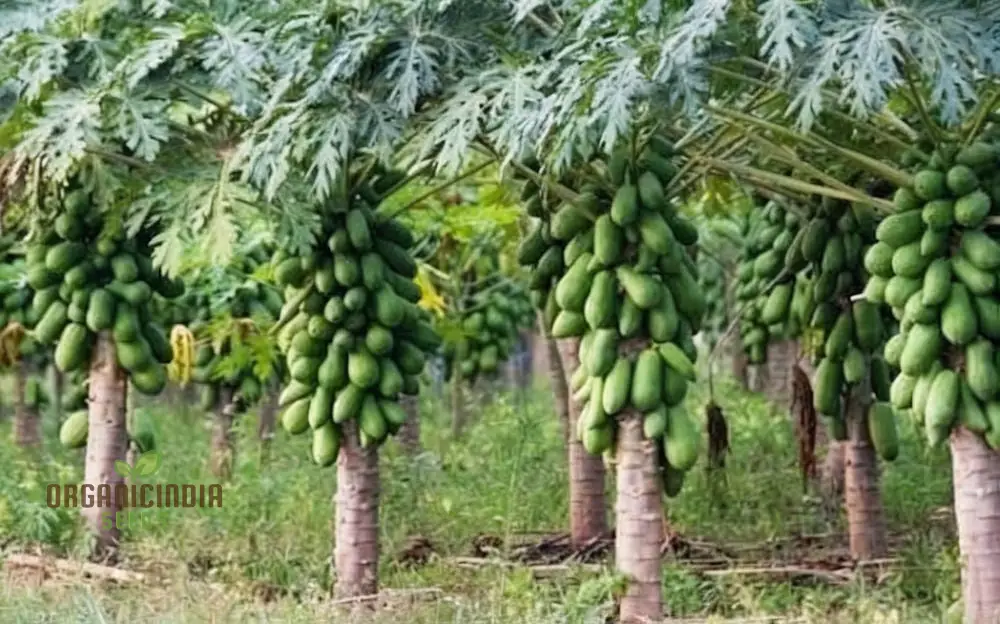 Dwarf Cylindrical Papaya   Fruit Seeds for Planting, Enhance Your Garden with Exotic Fruit Seeds - Image 3