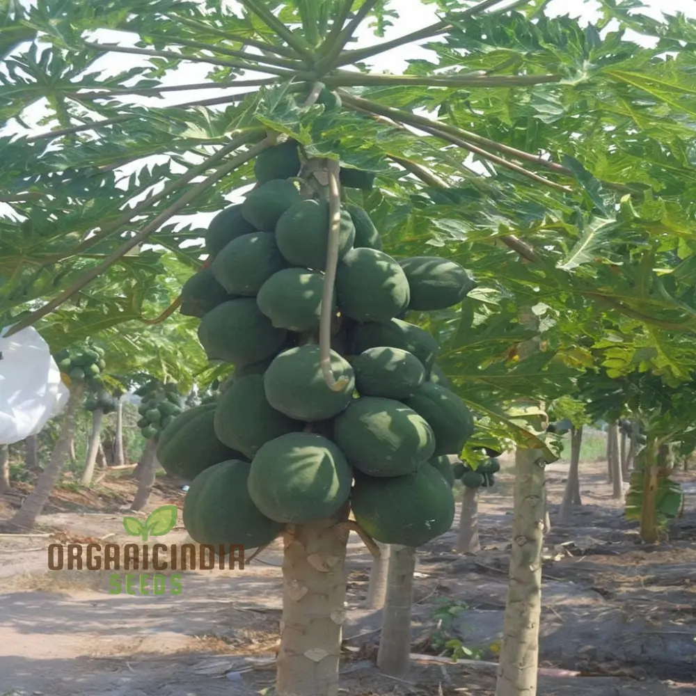 Dwarf Cylindrical Papaya   Fruit Seeds for Planting, Enhance Your Garden with Exotic Fruit Seeds - Image 4
