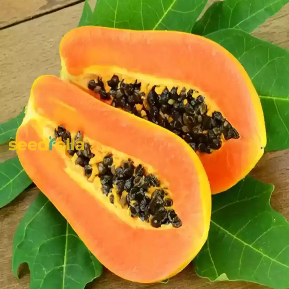 Dwarf Cylindrical Papaya Seeds for Easy Planting - Grow Sweet, Delicious Papayas at Home - Image 3
