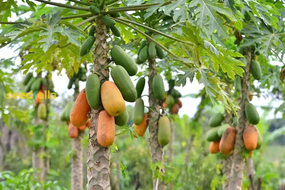 Dwarf Cylindrical Papaya Seeds for Easy Planting - Grow Sweet, Delicious Papayas at Home - Image 4