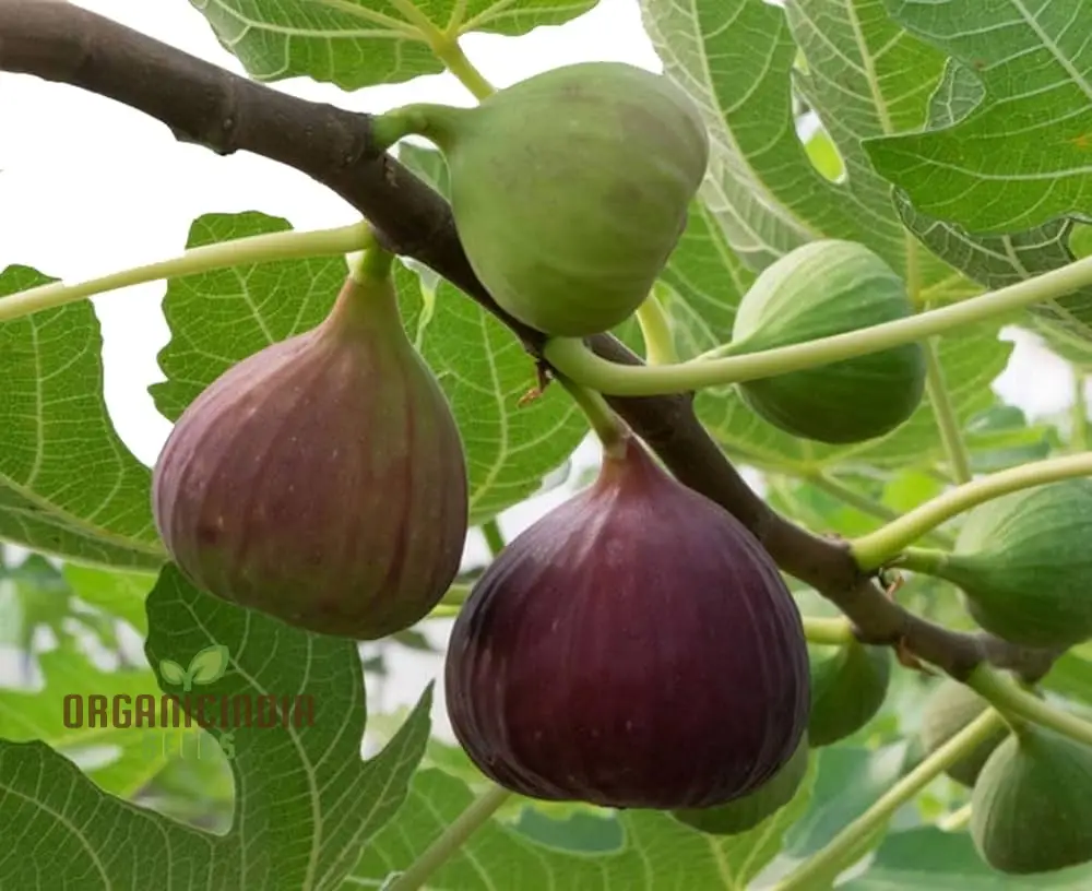 Dwarf Fig Fruit Seeds - Exotic Gardening Variety for Small Spaces | Planting Instructions Included - Image 3