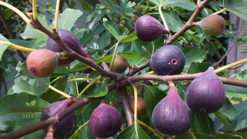 Dwarf Fig Fruit Seeds - Exotic Gardening Variety for Small Spaces | Planting Instructions Included - Image 4