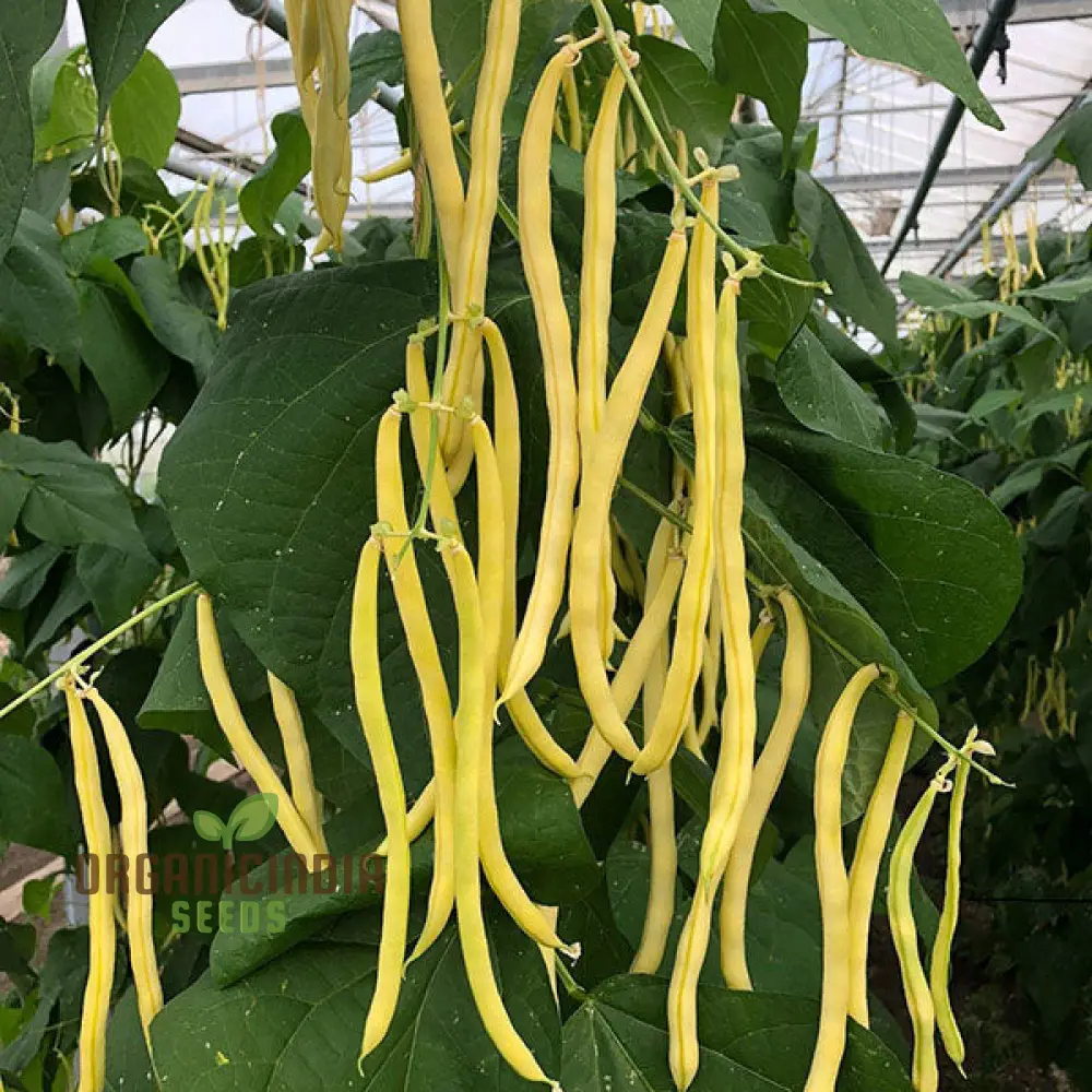 Dwarf French Bean Dior Vegetable Seeds for Planting, Easy-to-Grow Seeds for Perfect Home Gardening