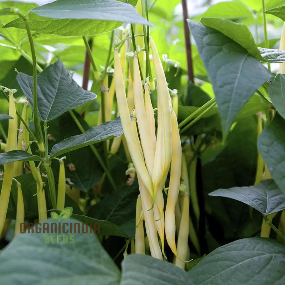 Dwarf French Bean Dior Vegetable Seeds for Planting, Easy-to-Grow Seeds for Perfect Home Gardening - Image 3