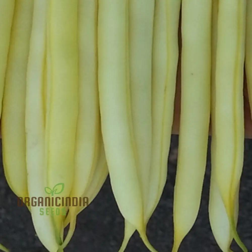Dwarf French Bean Dior Vegetable Seeds for Planting, Easy-to-Grow Seeds for Perfect Home Gardening - Image 4