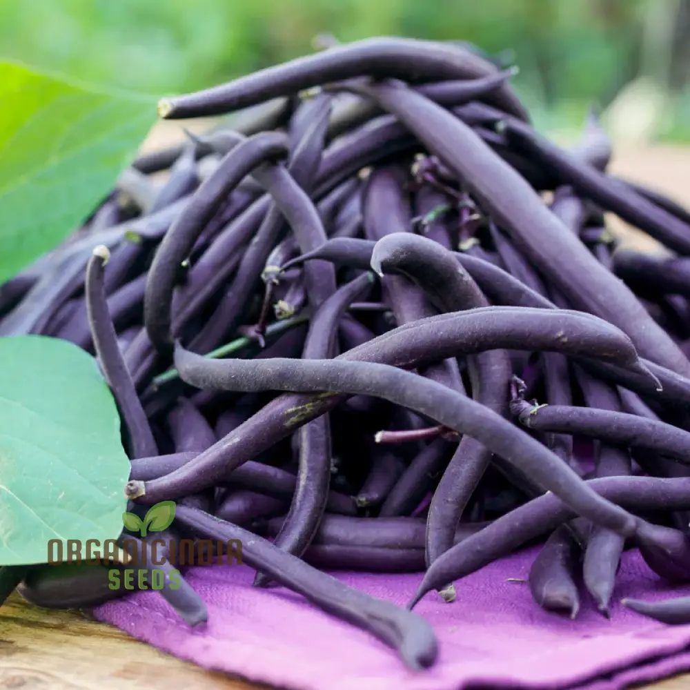 Dwarf French Bean Purple Teepee Seeds for Planting, Easy-to-Grow Vegetable Seeds Perfect for Home Gardens