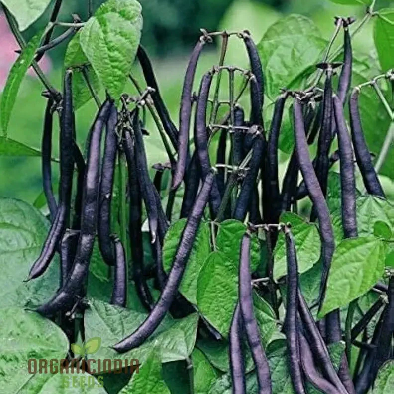 Dwarf French Bean Purple Teepee Seeds for Planting, Easy-to-Grow Vegetable Seeds Perfect for Home Gardens - Image 3