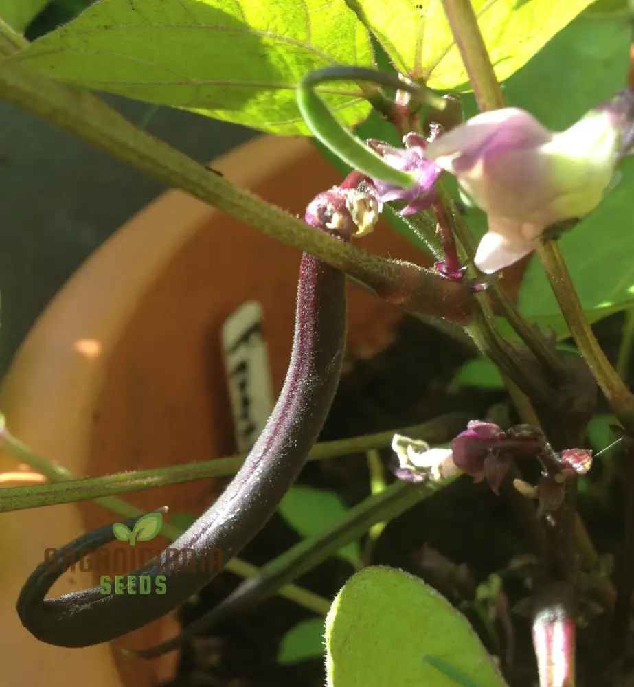 Dwarf French Bean Purple Teepee Seeds for Planting, Easy-to-Grow Vegetable Seeds Perfect for Home Gardens - Image 4