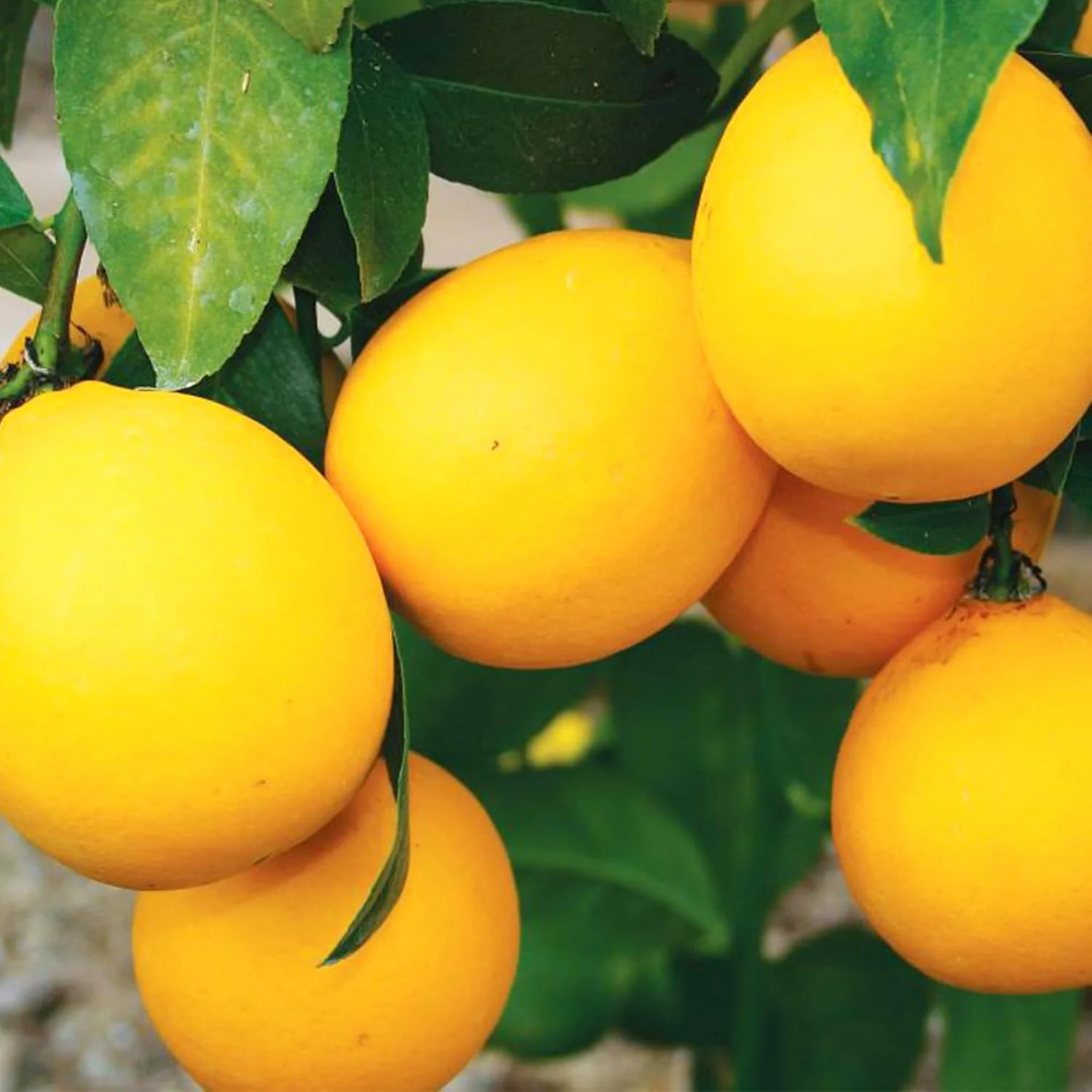 Dwarf Lemon Tree Seeds for Planting, Non-GMO Heirloom, Evergreen, High Yield, Perfect for Home, Potted, Patio, Balcony-20 pcs - Image 5