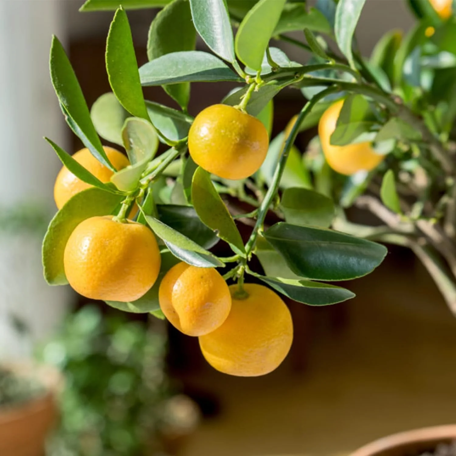 Dwarf Lemon Tree Seeds for Planting, Non-GMO Heirloom, Evergreen, High Yield, Perfect for Home, Potted, Patio, Balcony-20 pcs - Image 8
