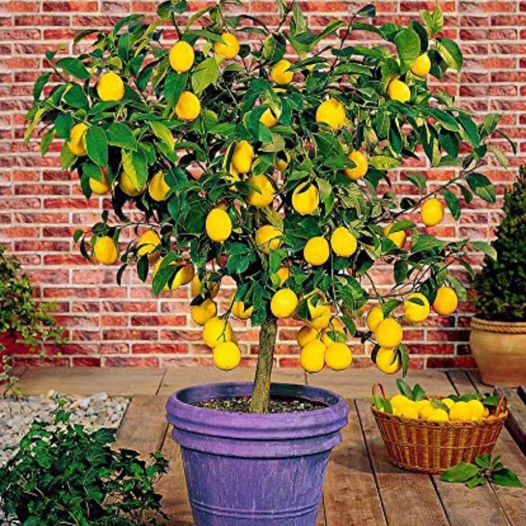 Dwarf Meyer Lemon Seeds for Planting – Grow Compact Sweet Citrus Trees at Home - Image 2