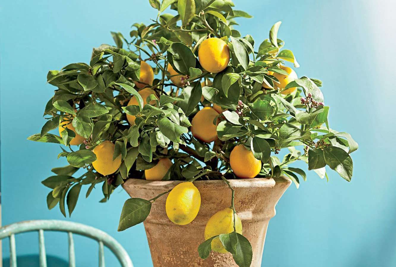 Dwarf Meyer Lemon Seeds for Planting – Grow Compact Sweet Citrus Trees at Home - Image 3
