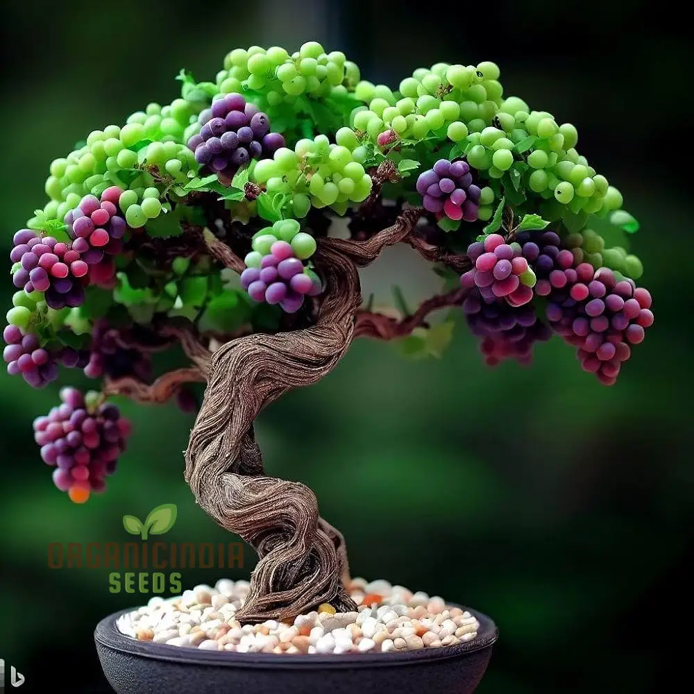 Dwarf Miniature Rainbow Grapes - Fruit Seeds for Garden Planting and Growing | Unique Varietal Seeds for Home Gardening Enthusiasts