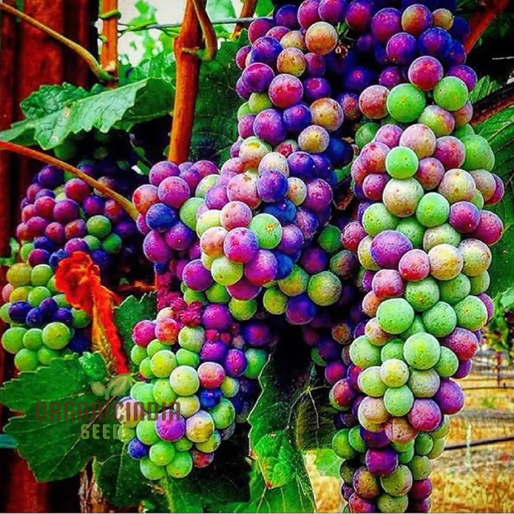 Dwarf Miniature Rainbow Grapes - Fruit Seeds for Garden Planting and Growing | Unique Varietal Seeds for Home Gardening Enthusiasts - Image 3