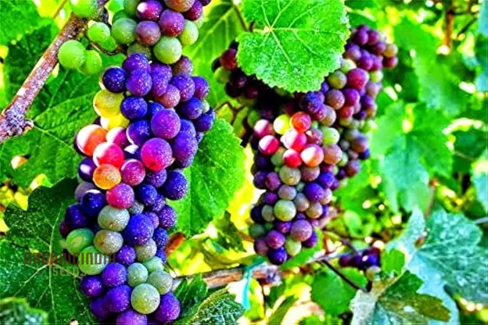 Dwarf Miniature Rainbow Grapes - Fruit Seeds for Garden Planting and Growing | Unique Varietal Seeds for Home Gardening Enthusiasts - Image 4