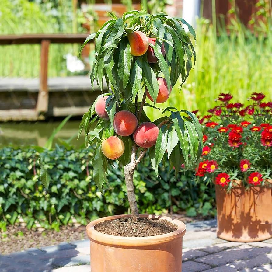 Dwarf Peach Fruit Tree Seeds for Indoor/Outdoor Planting – 10 - Image 3