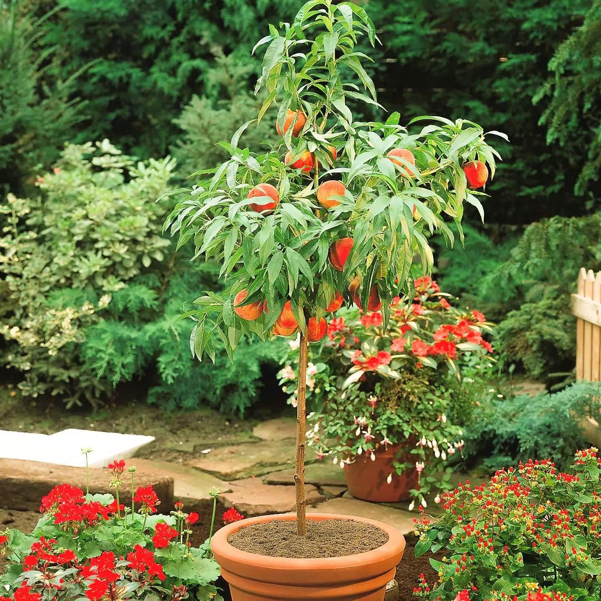 Dwarf Peach Fruit Tree Seeds for Indoor/Outdoor Planting – 10 - Image 4