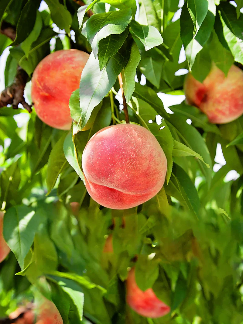 Dwarf Peach Fruit Tree Seeds for Indoor/Outdoor Planting – 10 - Image 5