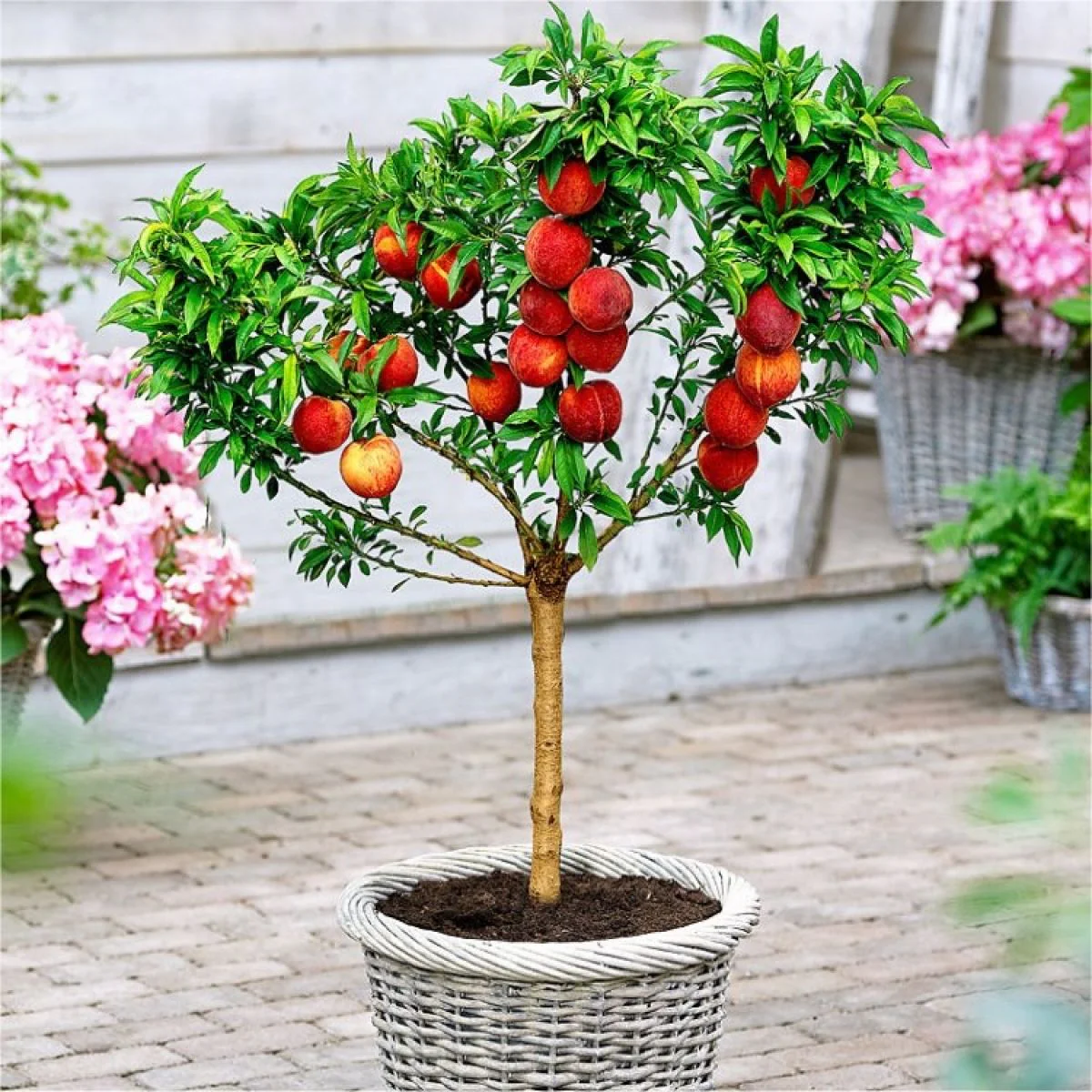 Dwarf Peach Fruit Tree Seeds for Indoor/Outdoor Planting – 10 - Image 6