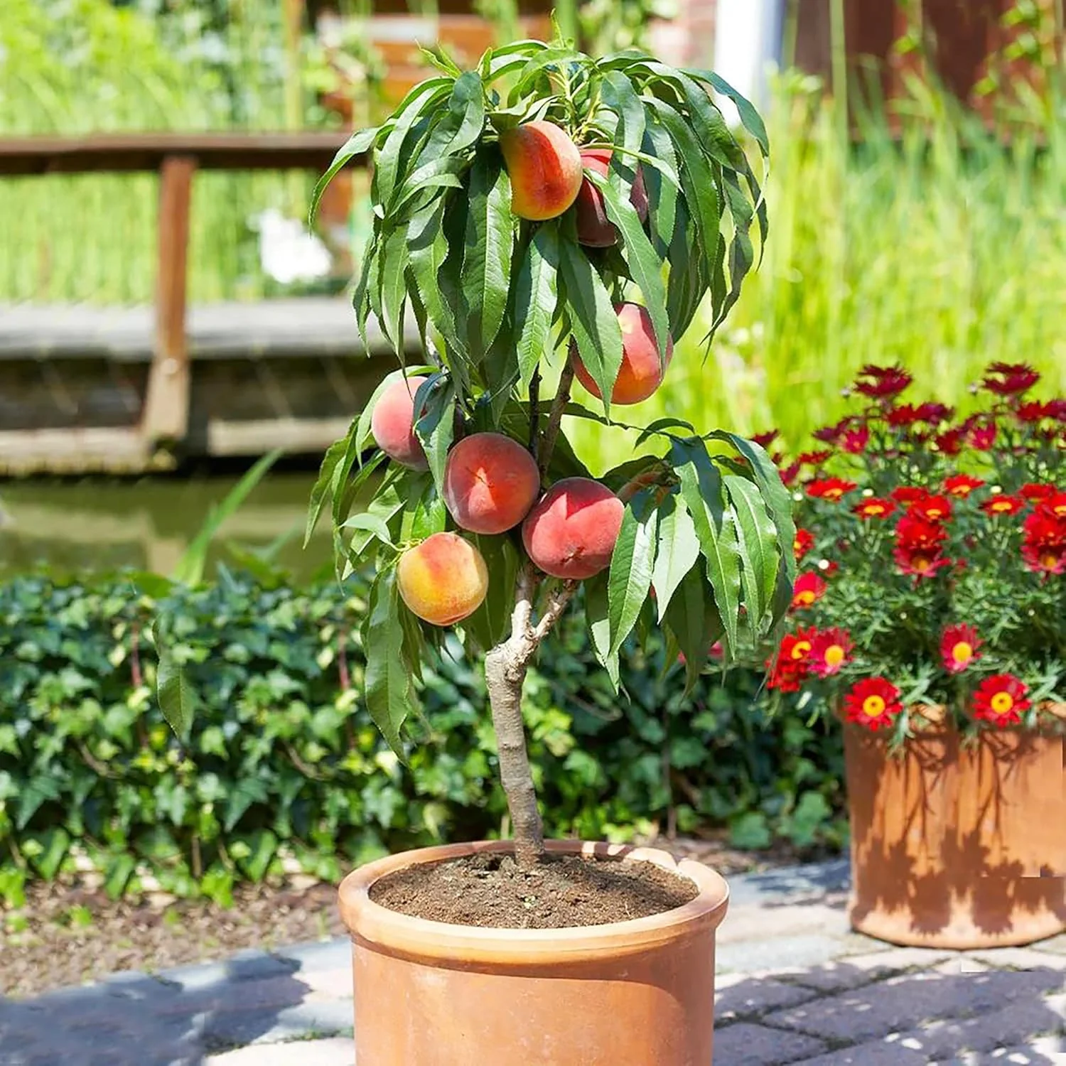 Dwarf Peach Tree Seeds  GMO Free Fruit Tree Seeds for Small Gardens, Patios, Balconies, and Indoor Cultivation - Image 3