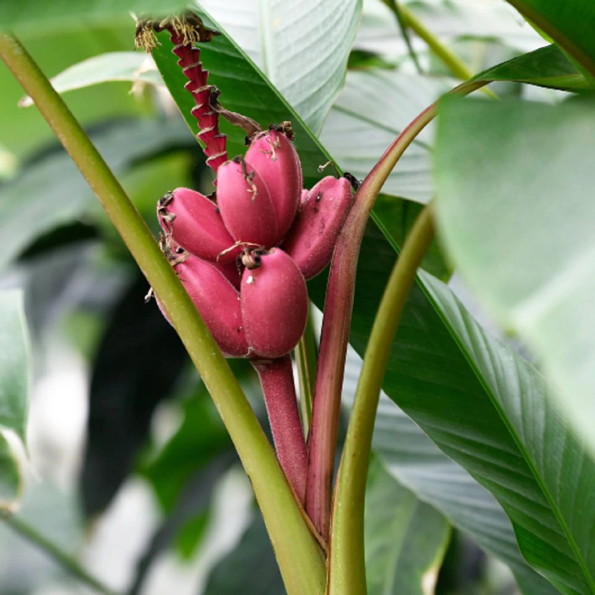 Dwarf Pink Banana Fruit Tree Seeds