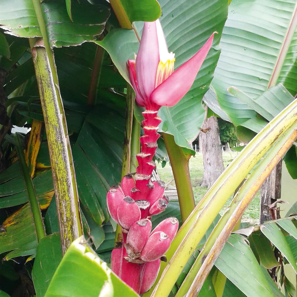 Dwarf Pink Banana Fruit Tree Seeds - Image 3