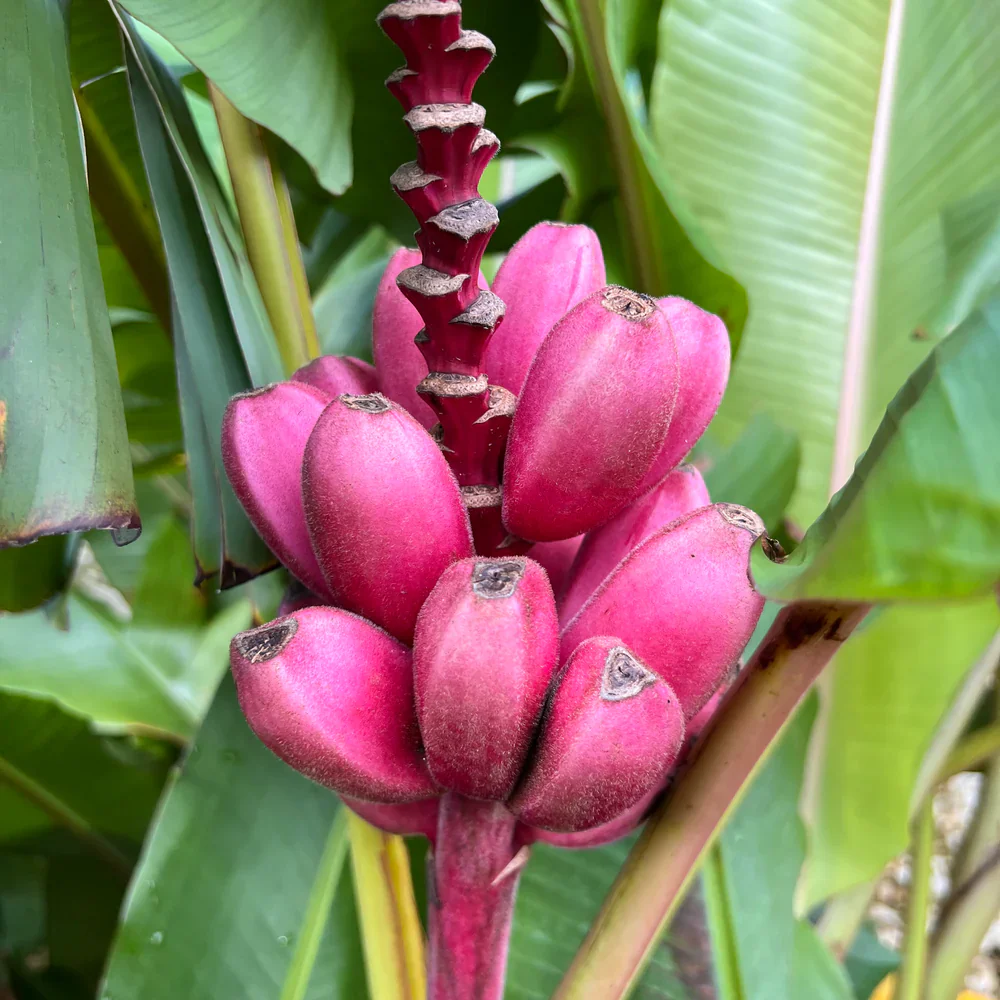 Dwarf Pink Banana Fruit Tree Seeds - Image 4
