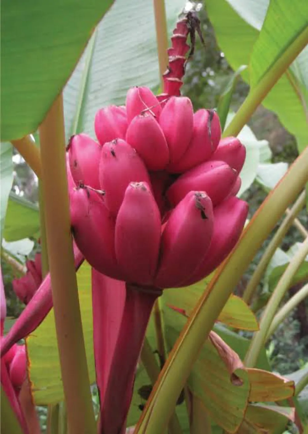 Dwarf Pink Banana Fruit Tree Seeds - Image 5