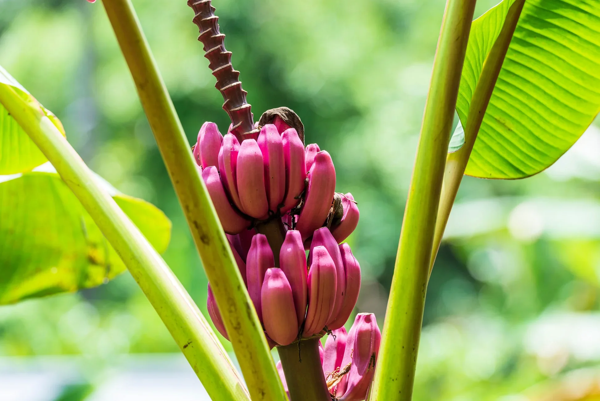 Dwarf Pink Banana Fruit Tree Seeds - Image 6