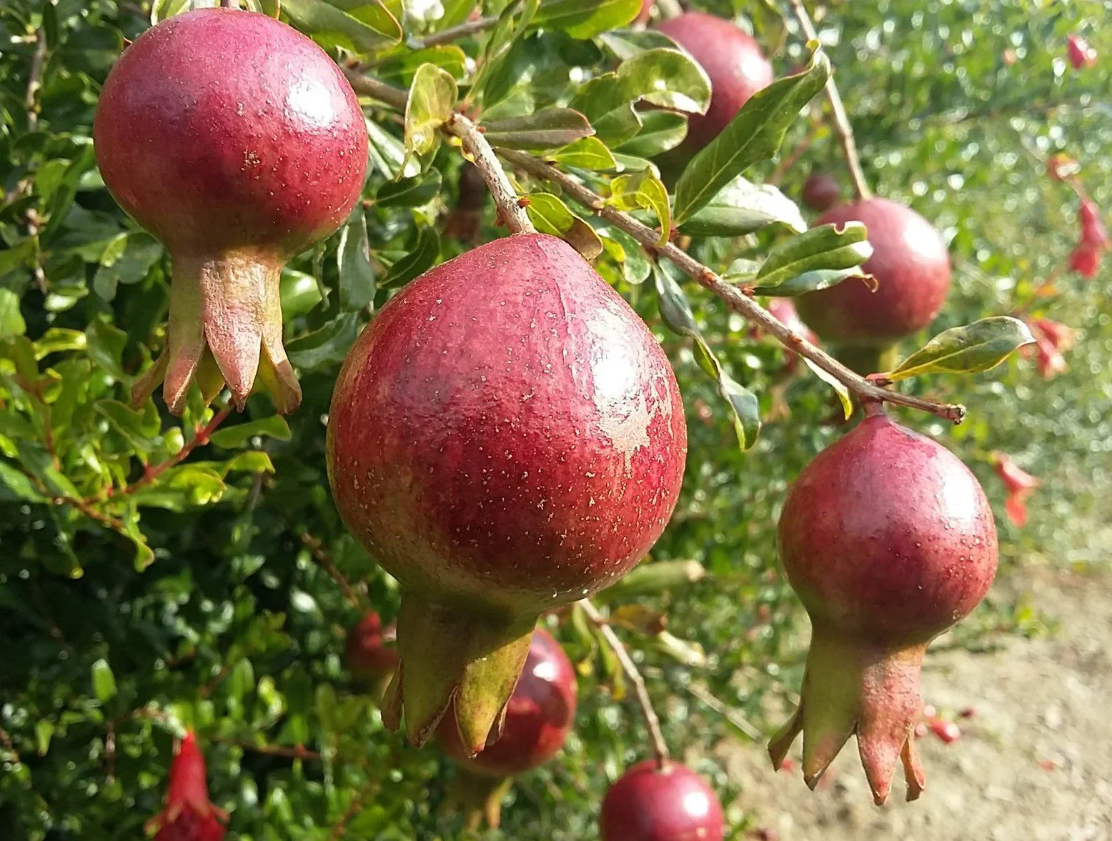 Dwarf Pomegranate Tree (Punica granatum 'Nana') – Seeds - Image 4